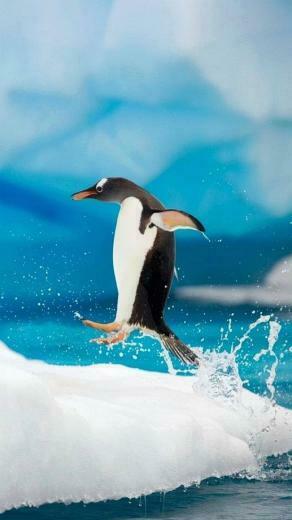 Wallpaper iPhone Pinguin Penguin