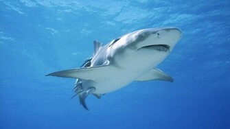 Great White Shark