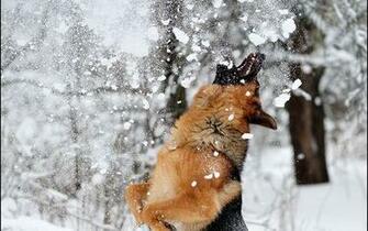 German Shepherd Screensavers Image Search Results