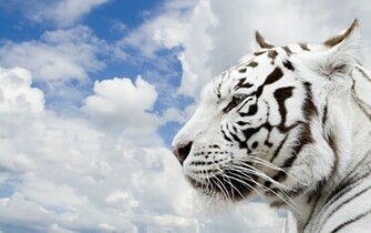 White Bengal Tigers HD Wallpaper