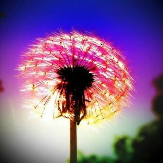 Purple Dandelion iPad Wallpaper Eliot S Pothole On The Information
