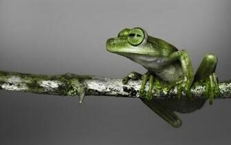 Green Frog Wallpaper Image