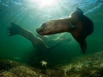 Stellar Sea Lions British Columbia Wallpaper Me