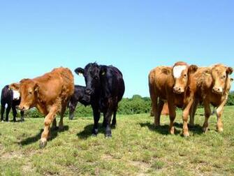 Cows Ok They Are Actually Bullocks The Male Version Of A Cow