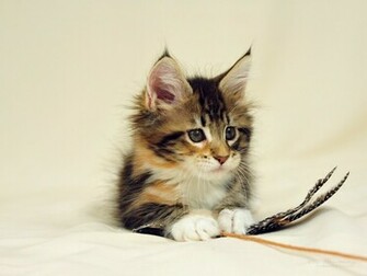 Maine Coon Cats Desktop Wallpaper X Photos Of