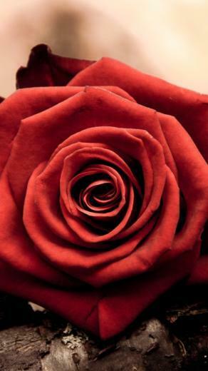 Rose Bud Red Petals Macro iPhone Wallpaper