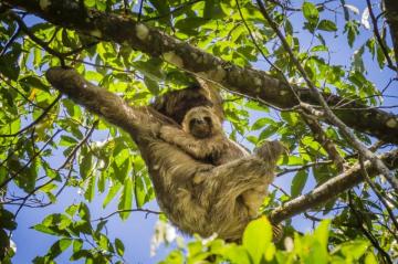 Sloth Pictures Image