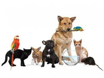Group Of Pets Isolated On White Background Royalty Stock