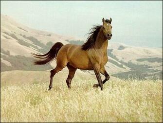 Brown Horse Wallpaper
