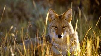 Coyote Background For Desktop Wallpapercraft