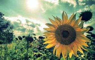 Wallpaper A Sunflower Field The Rays Light Nature Large
