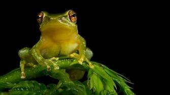 Tree Frog Wallpaper
