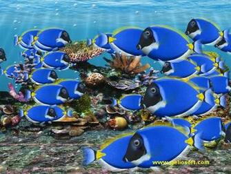 Saltwater Fishing Wallpaper