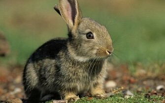 Cute Rabbits Wallpaper Sa