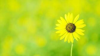 Wallpaper Details File Name Computer Yellow Flower