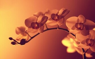 Orchid Wallpaper HD