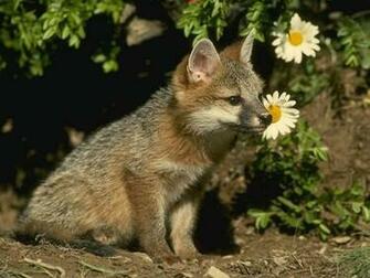 Baby Fox Wallpaper