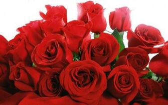 Red Rose Wallpaper Large Image Beautiful Roses