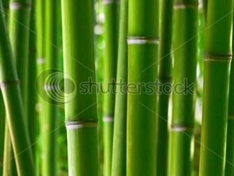 HD Bamboo Enjoy And Pictures For Your Computer