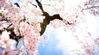 Cherry Blossom Desktop Wallpaper