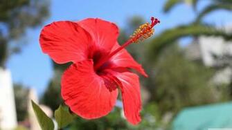 Hibiscus Flower Wallpaper Image
