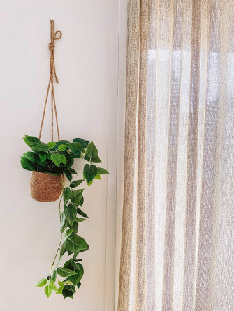 Plant Aesthetic Wallpaper