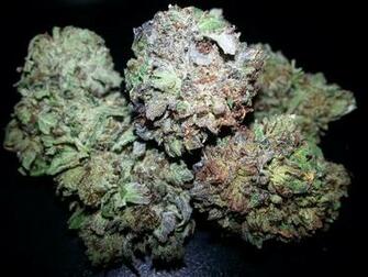 Og Kush Wallpaper Image Pictures Becuo