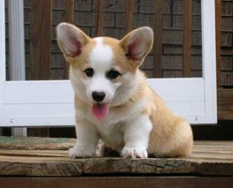 The Cutest Corgi Pictures Internet Has Ever Seen