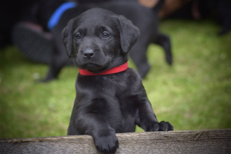Copperbirch Labradors