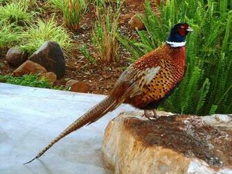 All Wallpaper Colourful Pheasant Birds