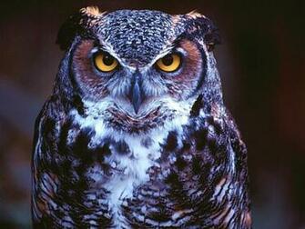 Beautiful Wallpaper Owl