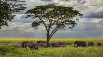 Wallpaper Elephant 5k 4k Savanna Tree Clouds Os
