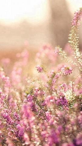 Nature Spring Bloomy Flowers Blurry iPhone 5s Wallpaper