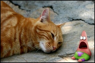Lol Cat And Patrick Star Fish Wallpaper