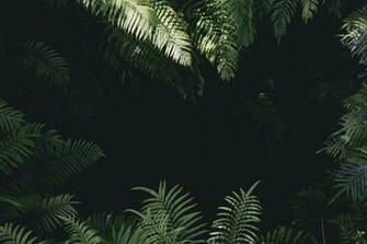 Jungle Background Image HD Background