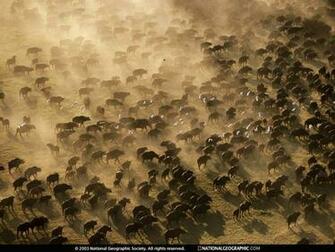 Buffalo Photo Of The Day Picture Photography Wallpaper