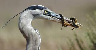Great Blue Heron 4k Ultra HD Wallpaper Ololoshenka Birds