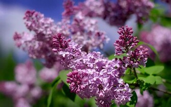 Fragrance Of Lilacs HD Photography Wallpaper Flower