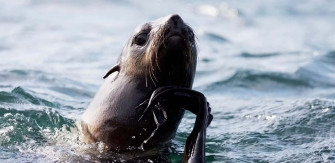 Northern Fur Seal Wallpaper