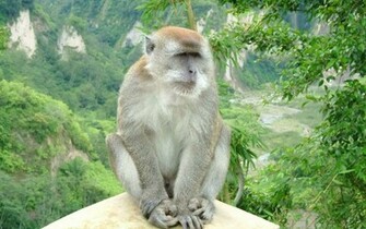 Funny Monkey Wallpaper