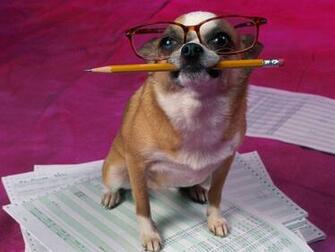 Funny Pets Wallpaper