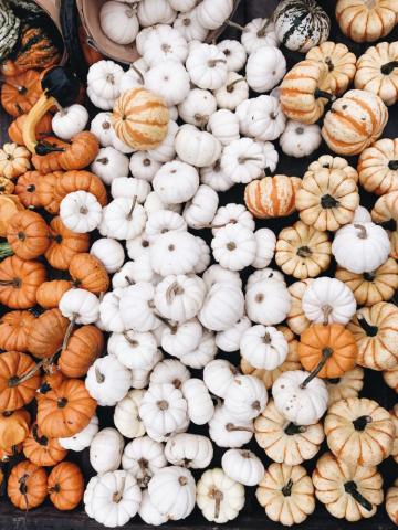 Mini Pumpkins Are Cutest Pumpkin Wallpaper Fall