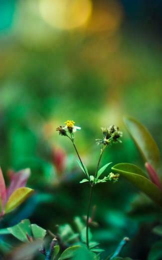 Mobile Wallpaper Sceneries Pieces