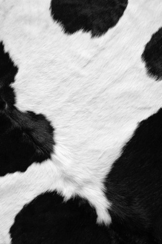 Cow Pattern Wallpaper