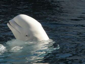Beluga Whale Pc Wallpaper S