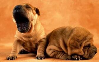 Shar Pei Wallpaper X Net