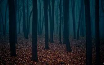 Wallpaper Dark Forest HD Background Desktop