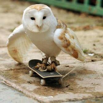 Animals Pictures Of Cute Pics
