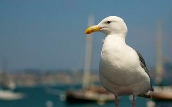 All Wallpaper Seagull Birds