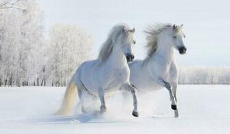 Horses Galloping In Snow Wallpaper Wall Mural